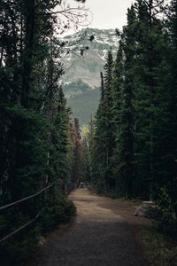 Preview wallpaper trail, forest, mountains, trees, landscape