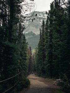 Preview wallpaper trail, forest, mountains, trees, landscape