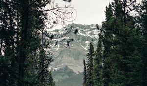 Preview wallpaper trail, forest, mountains, trees, landscape