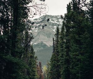 Preview wallpaper trail, forest, mountains, trees, landscape