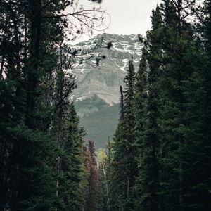 Preview wallpaper trail, forest, mountains, trees, landscape