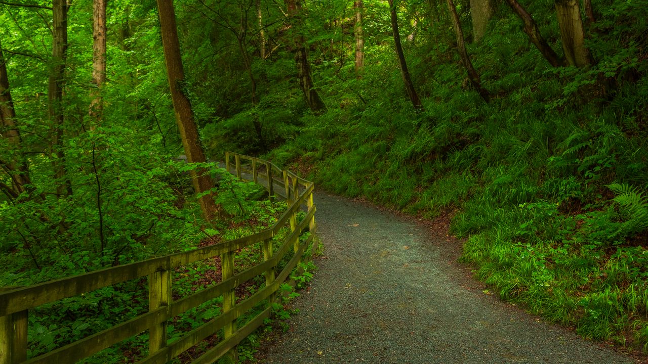 Wallpaper trail, forest, trees, grass, nature, green
