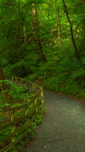 Preview wallpaper trail, forest, trees, grass, nature, green