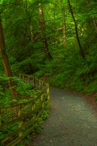 Preview wallpaper trail, forest, trees, grass, nature, green