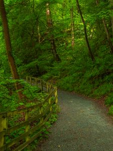 Preview wallpaper trail, forest, trees, grass, nature, green