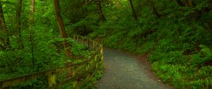 Preview wallpaper trail, forest, trees, grass, nature, green