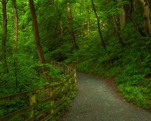 Preview wallpaper trail, forest, trees, grass, nature, green