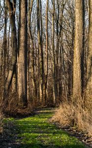 Preview wallpaper trail, forest, trees, rays