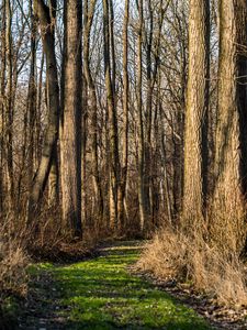 Preview wallpaper trail, forest, trees, rays