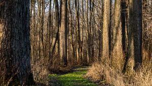 Preview wallpaper trail, forest, trees, rays