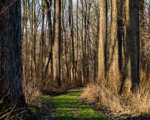 Preview wallpaper trail, forest, trees, rays