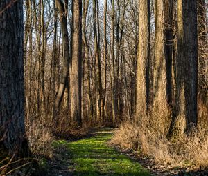 Preview wallpaper trail, forest, trees, rays