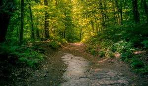 Preview wallpaper trail, forest, trees, nature