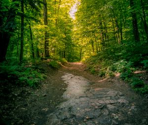 Preview wallpaper trail, forest, trees, nature