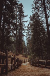 Preview wallpaper trail, forest, trees, landscape