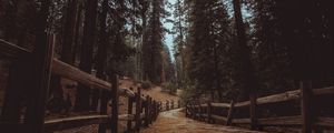Preview wallpaper trail, forest, trees, landscape
