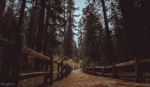 Preview wallpaper trail, forest, trees, landscape