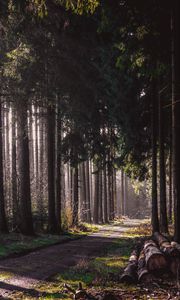 Preview wallpaper trail, forest, trees, logs