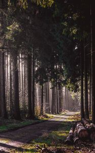 Preview wallpaper trail, forest, trees, logs