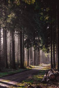 Preview wallpaper trail, forest, trees, logs