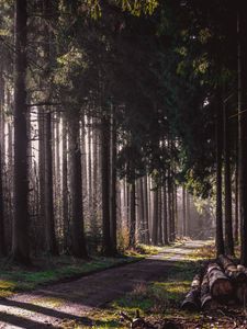 Preview wallpaper trail, forest, trees, logs