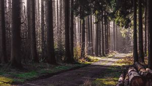 Preview wallpaper trail, forest, trees, logs