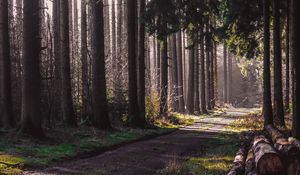 Preview wallpaper trail, forest, trees, logs