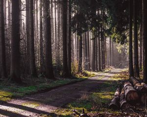 Preview wallpaper trail, forest, trees, logs