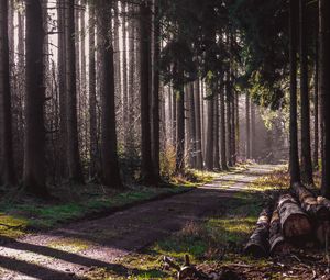 Preview wallpaper trail, forest, trees, logs