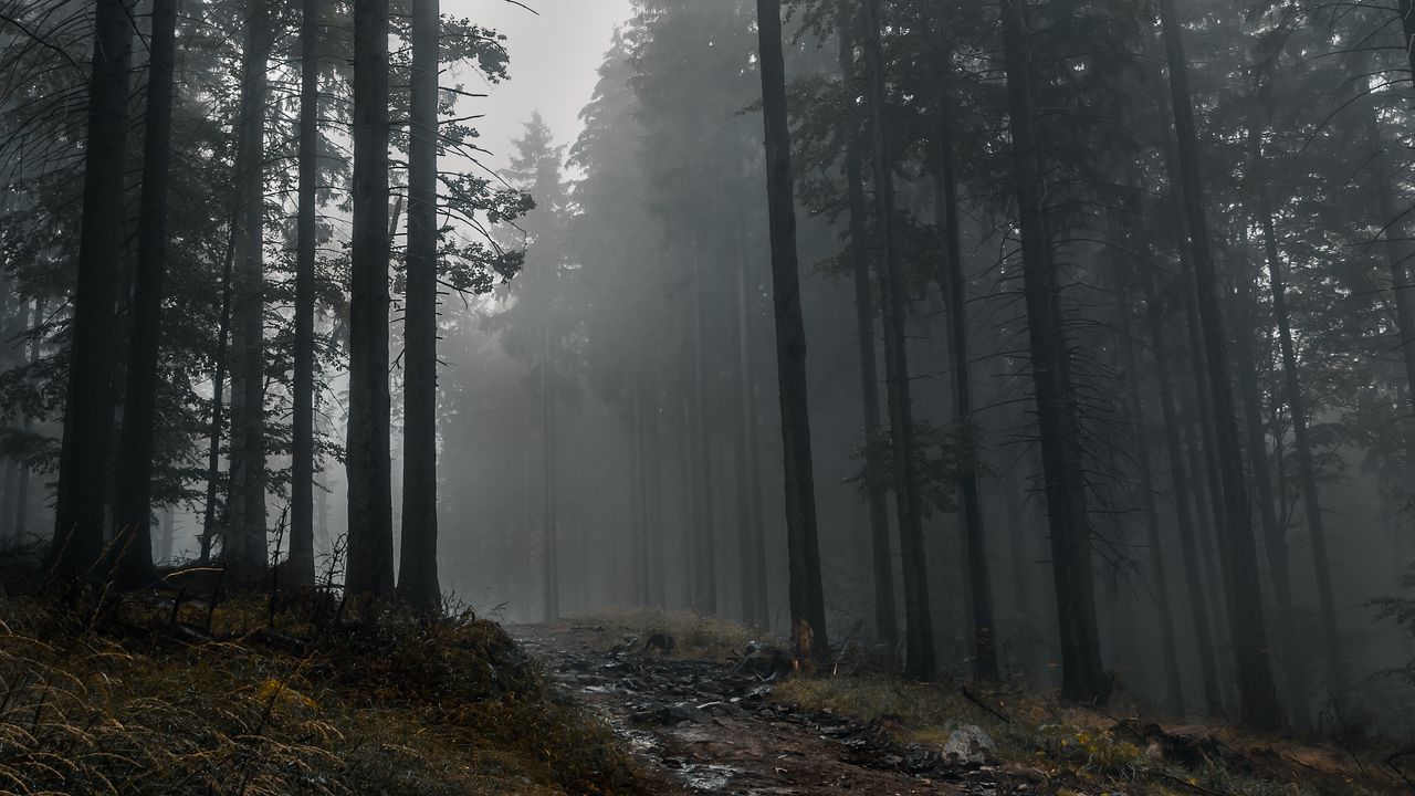 Wallpaper trail, forest, trees, fog, dark