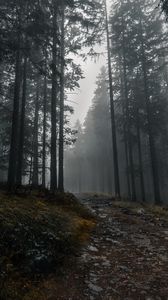 Preview wallpaper trail, forest, trees, fog, dark