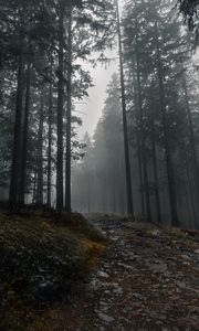 Preview wallpaper trail, forest, trees, fog, dark