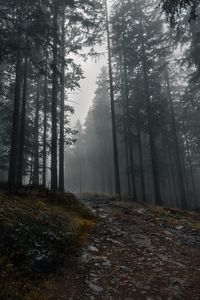 Preview wallpaper trail, forest, trees, fog, dark