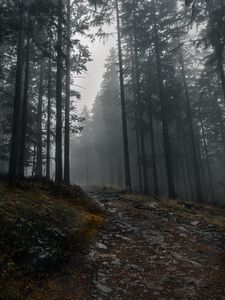 Preview wallpaper trail, forest, trees, fog, dark