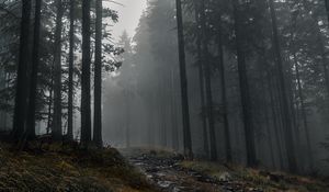 Preview wallpaper trail, forest, trees, fog, dark