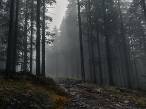 Preview wallpaper trail, forest, trees, fog, dark