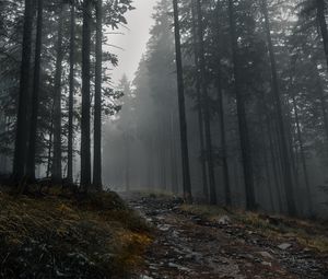 Preview wallpaper trail, forest, trees, fog, dark