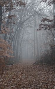 Preview wallpaper trail, forest, trees, fog, leaves, autumn