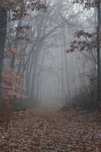 Preview wallpaper trail, forest, trees, fog, leaves, autumn