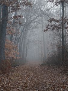 Preview wallpaper trail, forest, trees, fog, leaves, autumn