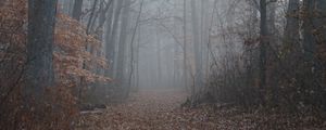 Preview wallpaper trail, forest, trees, fog, leaves, autumn