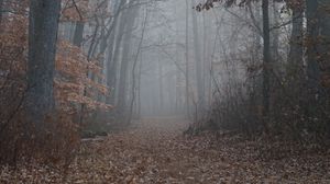 Preview wallpaper trail, forest, trees, fog, leaves, autumn