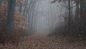 Preview wallpaper trail, forest, trees, fog, leaves, autumn