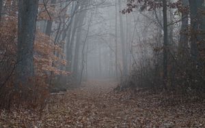 Preview wallpaper trail, forest, trees, fog, leaves, autumn