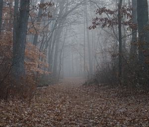 Preview wallpaper trail, forest, trees, fog, leaves, autumn