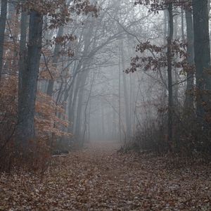 Preview wallpaper trail, forest, trees, fog, leaves, autumn