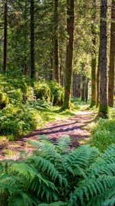 Preview wallpaper trail, forest, trees, fern, sunlight