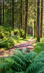 Preview wallpaper trail, forest, trees, fern, sunlight