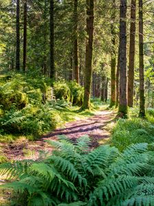 Preview wallpaper trail, forest, trees, fern, sunlight