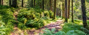 Preview wallpaper trail, forest, trees, fern, sunlight